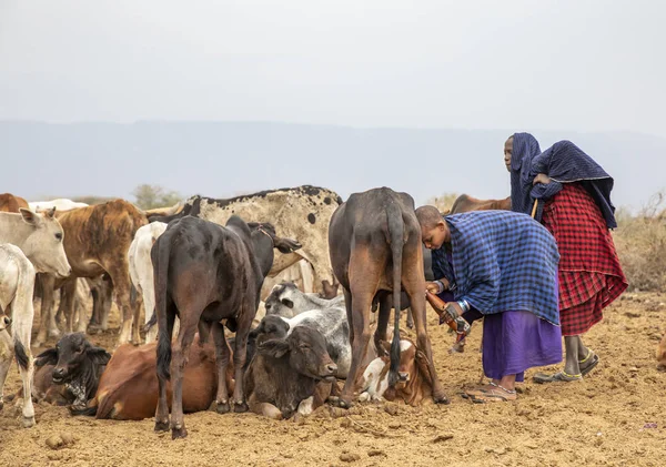 Arusha, Tanzanya, 8 Eylül 2019: İnek sağan maasai kadın