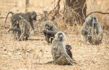 Babun annesi ve bebeği.