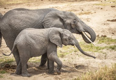 Afrika fili Tanzanya 'da doğa koruma alanında.