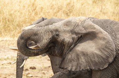 Tanzanya çalılarında Afrika filleri