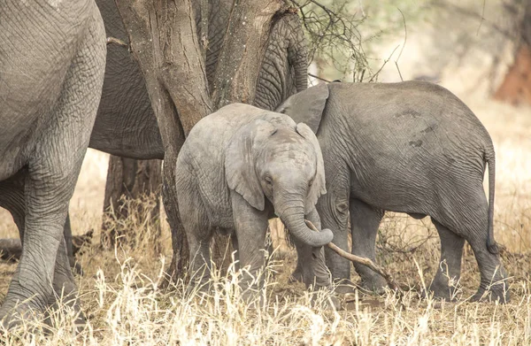 Elefante Africano Una Reserva Natural Tanzania — Foto de Stock