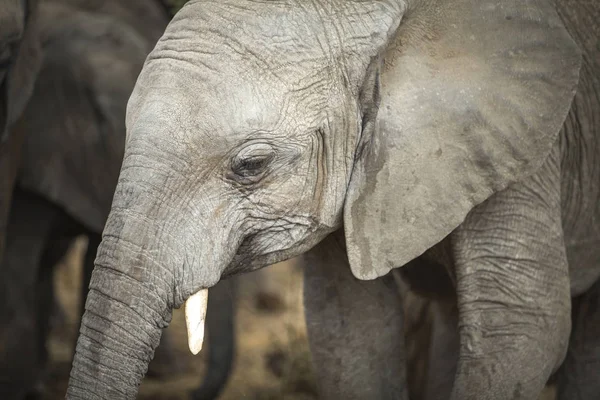 Elefante Africano Una Reserva Natural Tanzania — Foto de Stock