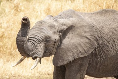 Tanzanya çalılarında Afrika filleri