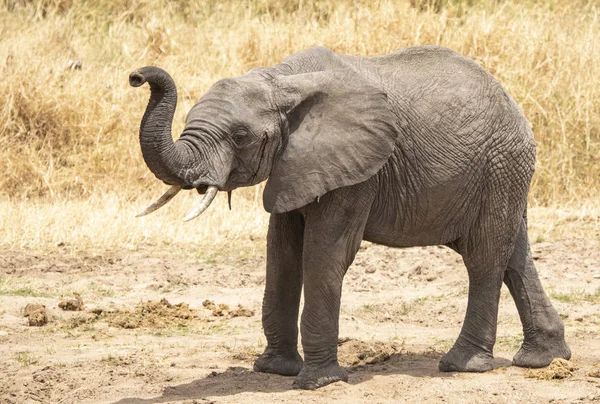 Elefantes Africanos Arbusto Tanzania — Foto de Stock