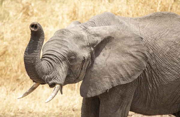 Elefantes Africanos Arbusto Tanzania — Foto de Stock