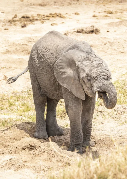 Elefantes Africanos Arbusto Tanzania — Foto de Stock