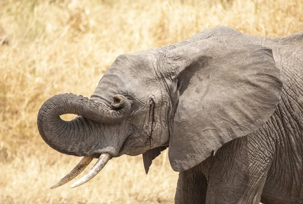 Elefantes Africanos Arbusto Tanzania — Foto de Stock