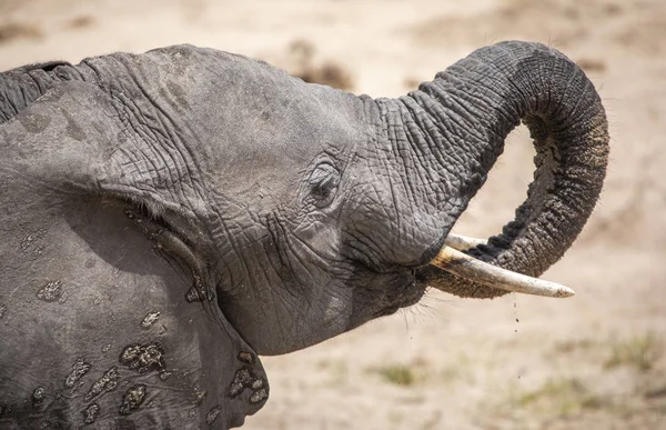 Elefante Africano Una Reserva Natural Tanzania — Foto de Stock