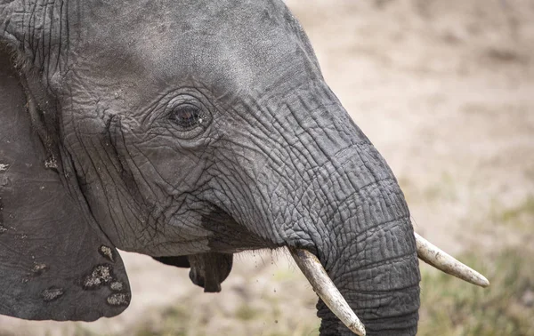 Elefante Africano Femenino Naturaleza — Foto de Stock