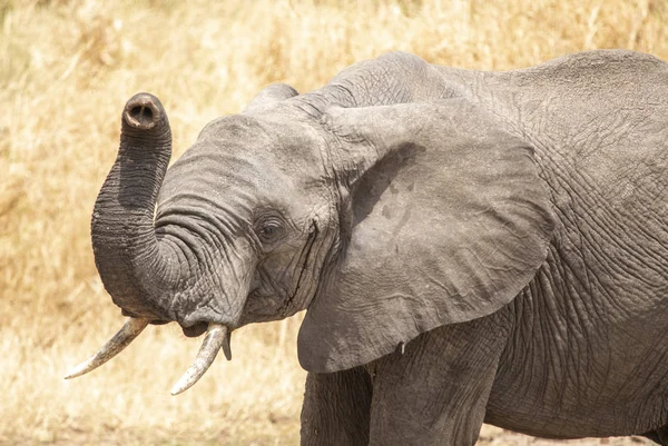 Słoni Afrykańskich Krzakach Tanzańskich — Zdjęcie stockowe