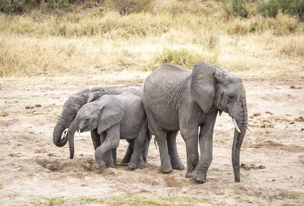 Elefante Africano Una Reserva Natural Tanzania — Foto de Stock