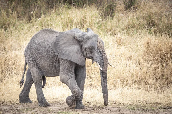 Elefante Africano Una Reserva Natural Tanzania — Foto de Stock