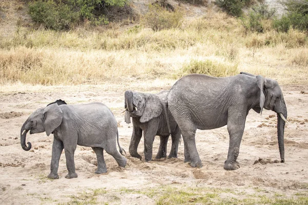 Elefante Africano Una Reserva Natural Tanzania Agua Potable Del Río — Foto de Stock