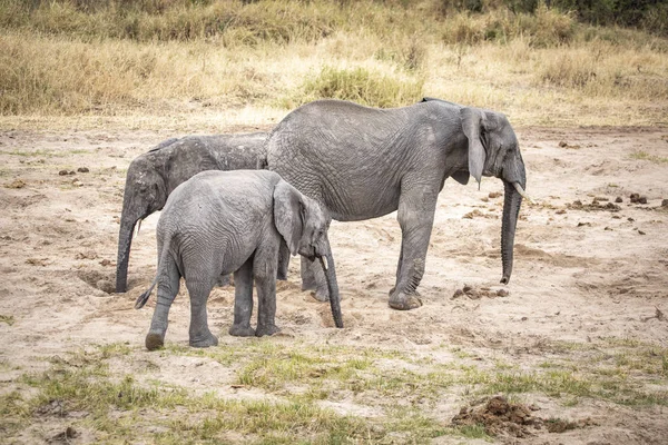 Elefante Africano Una Reserva Natural Tanzania — Foto de Stock