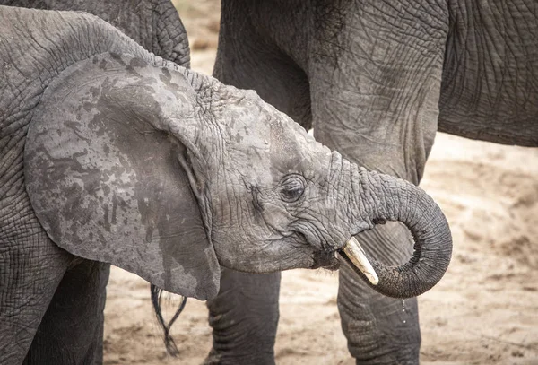 Elefante Africano Una Reserva Natural Tanzania — Foto de Stock