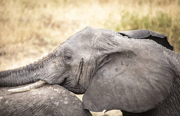 Elefante Africano Una Reserva Natural Tanzania — Foto de Stock