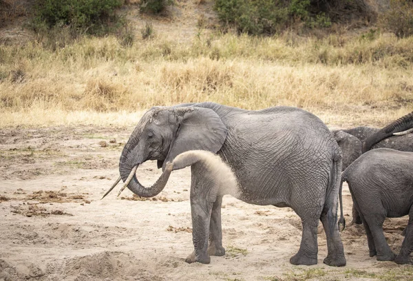 Elefante Africano Una Reserva Natural Tanzania — Foto de Stock