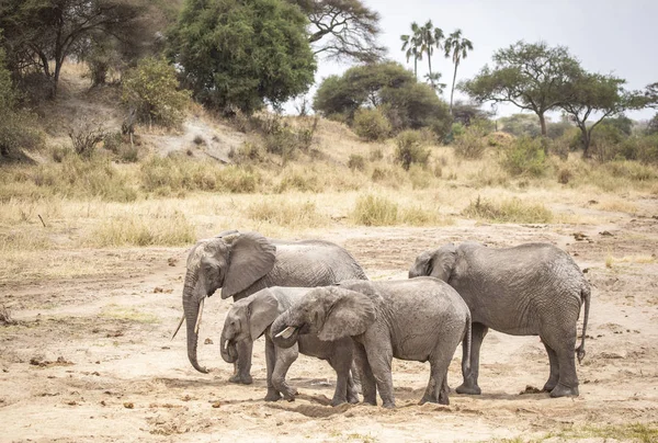 Elefante Africano Una Reserva Natural Tanzania — Foto de Stock