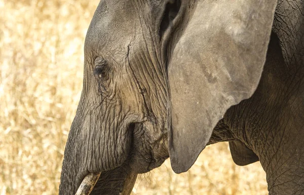 Elefante Africano Una Reserva Natural Tanzania — Foto de Stock