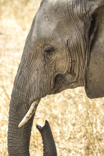 Elefante Africano Una Reserva Natural Tanzania — Foto de Stock