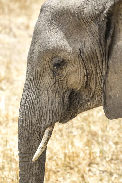 Elefante Africano Una Reserva Natural Tanzania — Foto de Stock