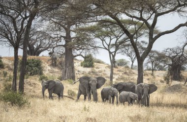 Afrika fili Tanzanya 'da doğa koruma alanında.