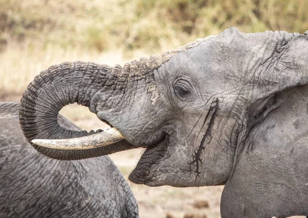 Elefante Africano Una Reserva Natural Tanzania — Foto de Stock