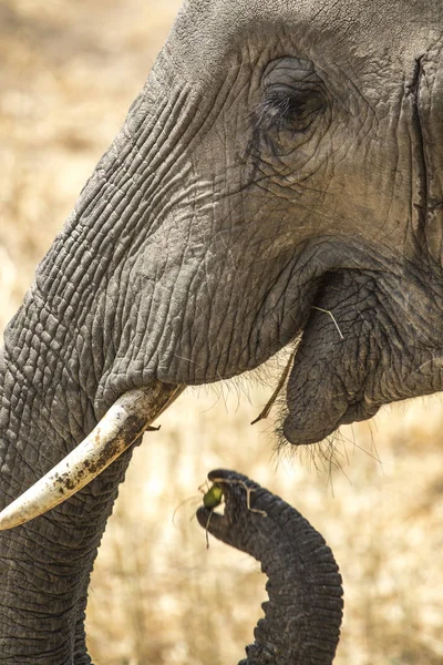 Elefante Africano Numa Reserva Natural Tanzânia — Fotografia de Stock