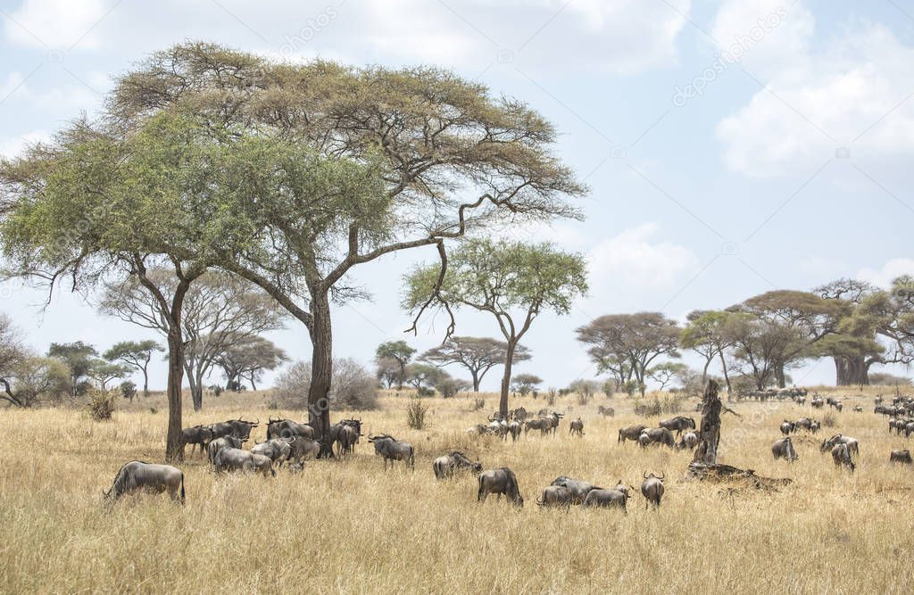 scenic shot of wilderbeest in african savannah