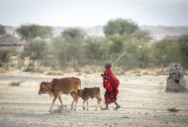 Arusha, Tanzanya, 9 Eylül 2019: Masailer ineklerini eve getiriyor.