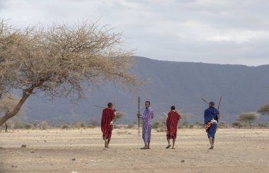 Arusha, Tanzanya, 7 Eylül 2019: Tanzanya bozkırında Masai savaşçıları