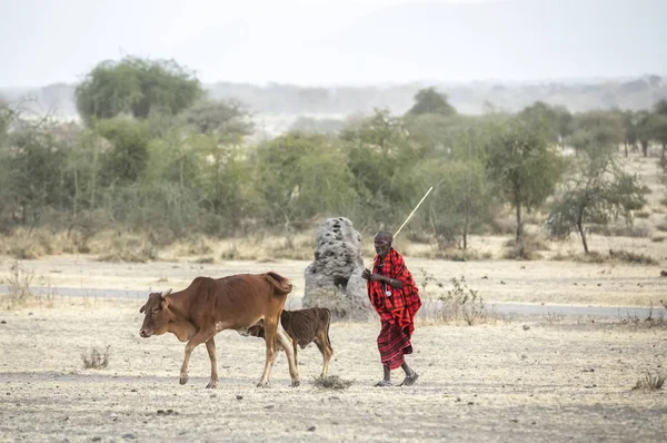 Arusha Tanzania September 2019 Maasai Man Neemt Koeien Mee Naar — Stockfoto