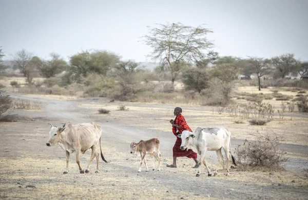 탄자니아의 아루샤 2019 마사이족 가축을 집으로 데리고 — 스톡 사진