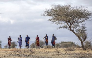 Arusha, Tanzanya, 7 Eylül 2019: Maasai savaşçıları bir savanada yürüyor