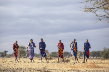 Arusha, Tanzanya, 7 Eylül 2019: Maasai savaşçıları bir savanada yürüyor