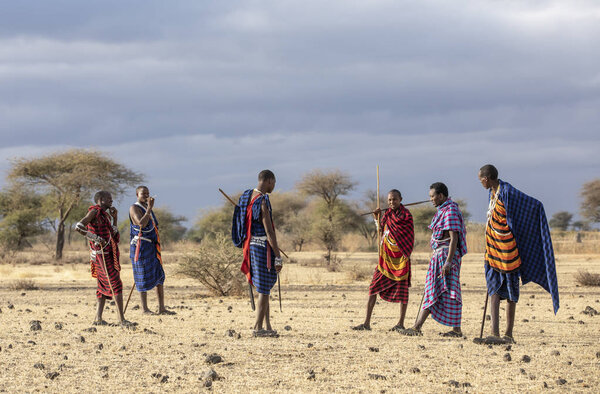 Arusha, Tanzania, 7th September 2019: maasai warriers walking in a savannah