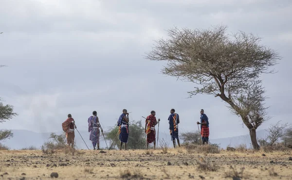 Arusha Tanzania Settembre 2019 Guerrieri Maasai Che Camminano Una Savana — Foto Stock