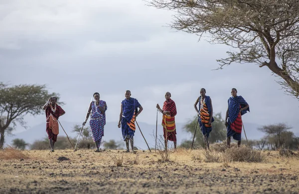 탄자니아 아루샤 2019년 사바나에서 마사이 전사들 — 스톡 사진