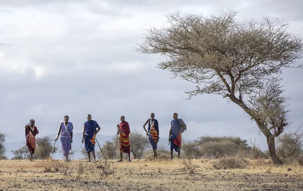 Arusha Tanzanya Eylül 2019 Maasai Savaşçıları Bir Savanada Yürüyor — Stok fotoğraf