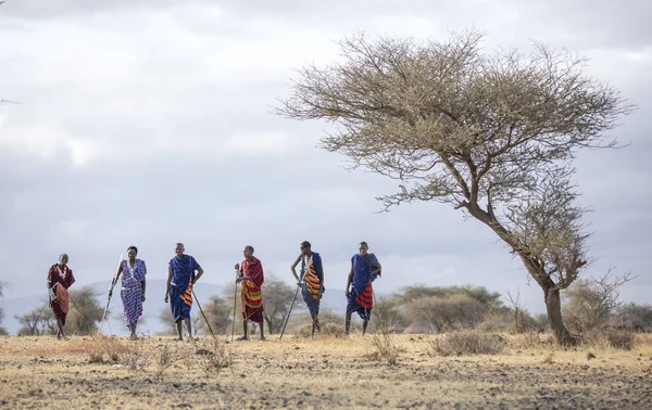 Arusha Tanzania 7Th September 2019 Maasai Warriors Walking Savannah — Stock Photo, Image