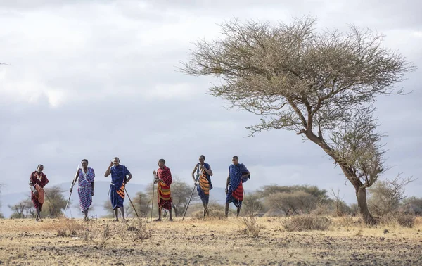 Arusha Tanzânia Setembro 2019 Guerreiros Maasai Caminhando Uma Savana — Fotografia de Stock