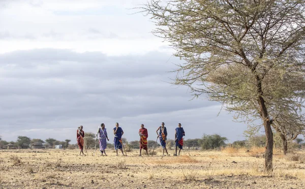 Arusha Tanzania Septiembre 2019 Guerreros Maasai Caminando Una Sabana —  Fotos de Stock