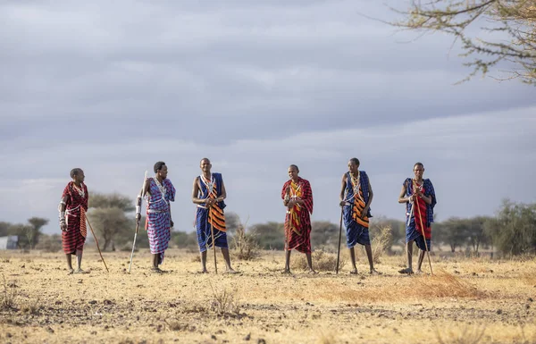 Arusha Tanzania Września 2019 Masajscy Wojownicy Chodzą Sawannie — Zdjęcie stockowe