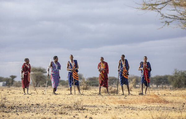 Arusha, Tanzania, 7th September 2019: maasai warriors walking in a savannah