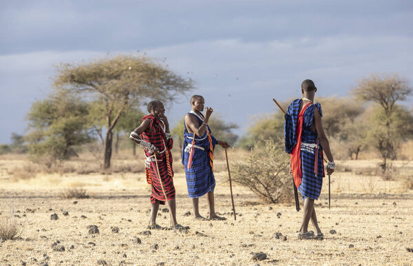 Arusha, Tanzania, 7th September 2019: maasai warriers walking in a savannah