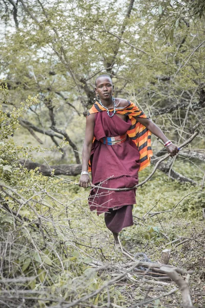 Ugyanaz Tanzánia 2019 Június Maasai Tűzifát Gyűjt Erdőből — Stock Fotó