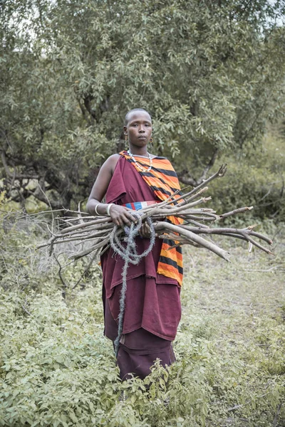 坦桑尼亚 2019年6月11日 马赛妇女从森林中拾柴 — 图库照片
