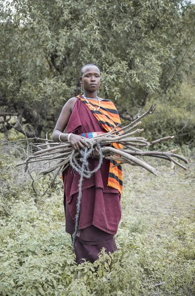 坦桑尼亚 2019年6月11日 马赛妇女从森林中拾柴 — 图库照片