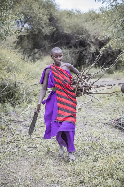 Same Tanzania Juni 2019 Maasai Vrouw Verzamelt Brandhout Uit Het — Stockfoto