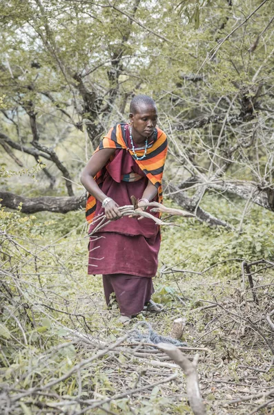 Mismo Tanzania Junio 2019 Mujer Maasai Recogiendo Leña Del Bosque — Foto de Stock